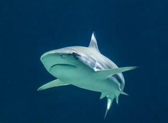 le requin-bouledogue