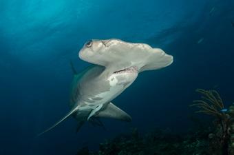 le requin-marteau